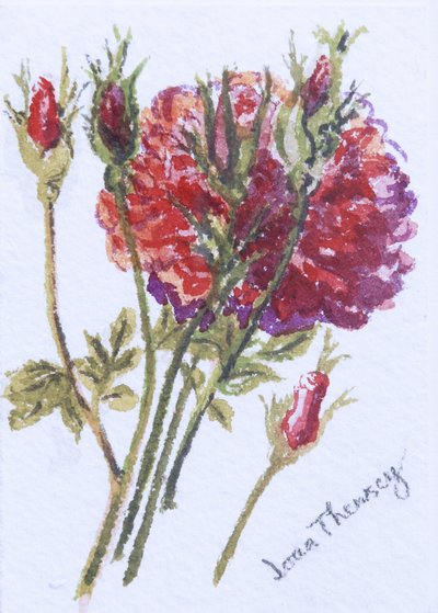 Little Red Roses by Joan Thewsey